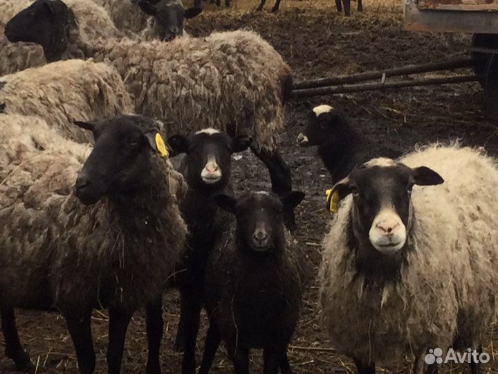 Рамановские ярочки и барашки