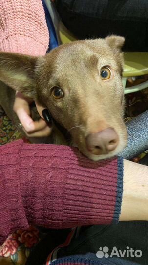 Шоколадная собака