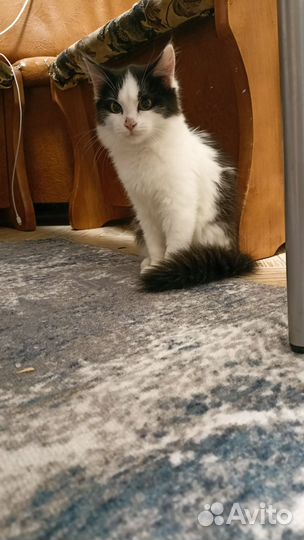 Котенок