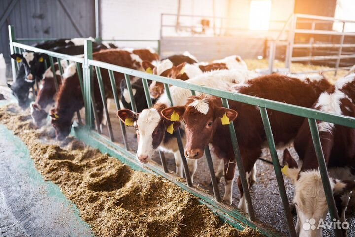 Комбикорм для дойных коров