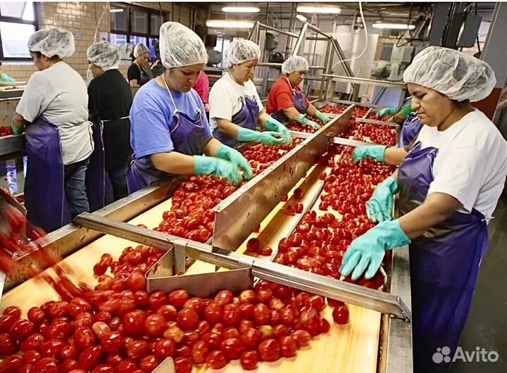 Сортировщица овощей вахта в Подмосковье