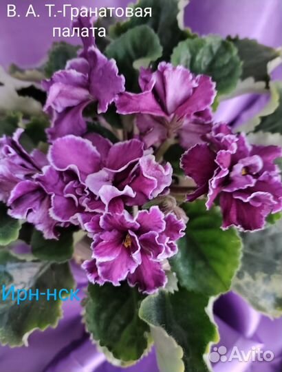 Сортовые фиалки-детки