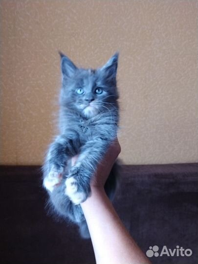 Котята мейн-кун