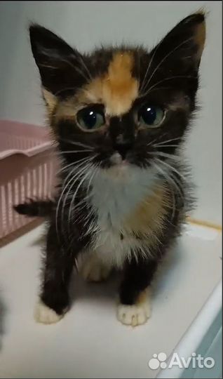 Котенок (кошека) трехцветка