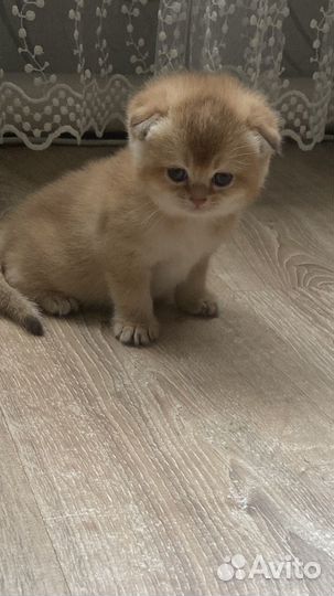 Шотландские котята