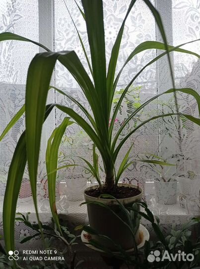 Комнатные цветы