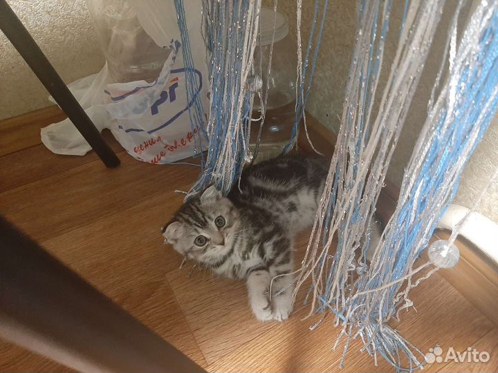 Британский котёнок