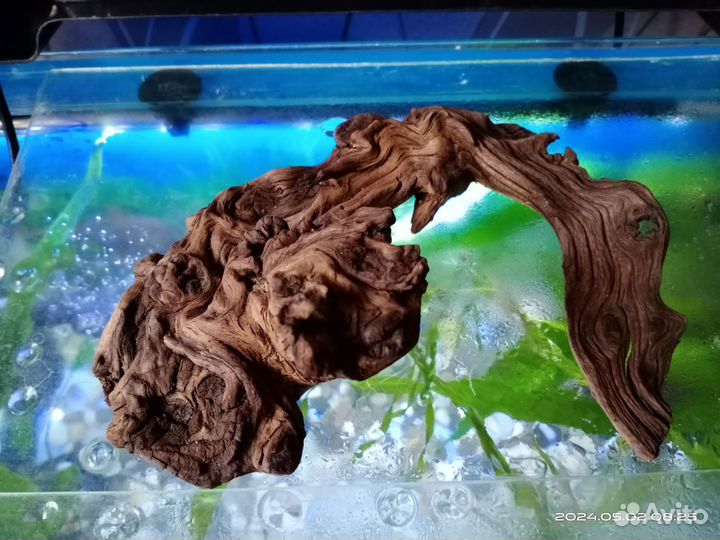 Коряга мопани