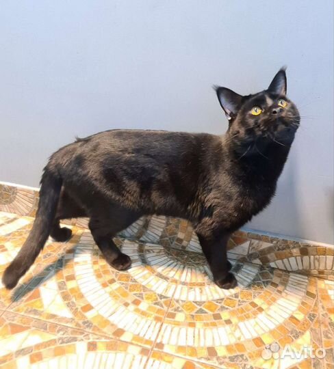 Чёрный рысенок