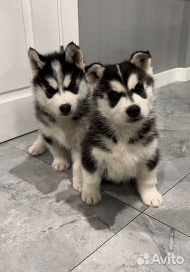 Щенки Хаски