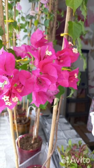 Бугенвиллия