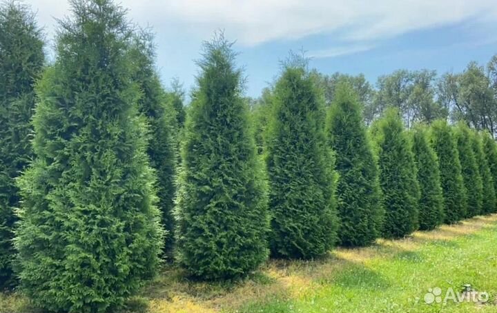 Туя смарагд