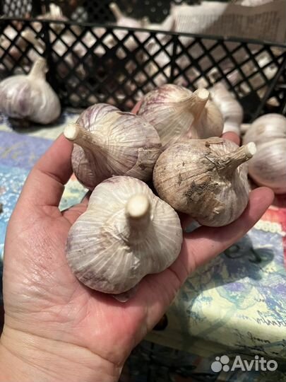 Чеснок на посадку