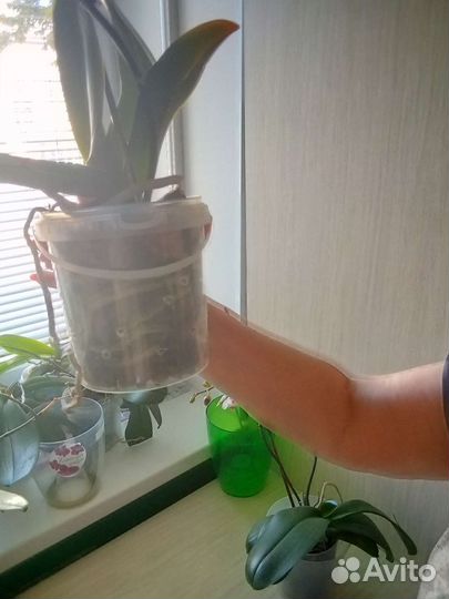 Орхидея фаленопсис