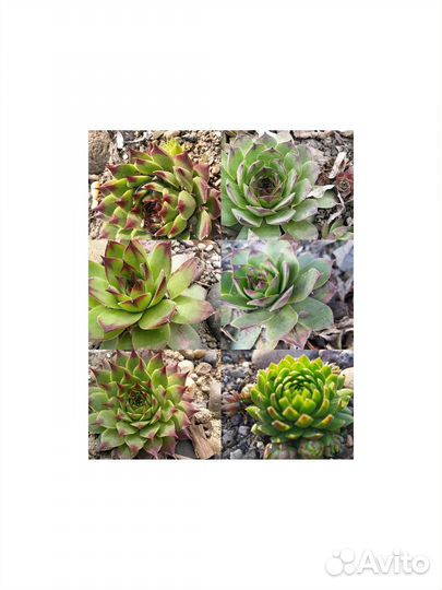 Молодило сортовые