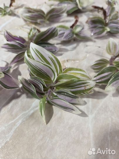 Ростки традесканции