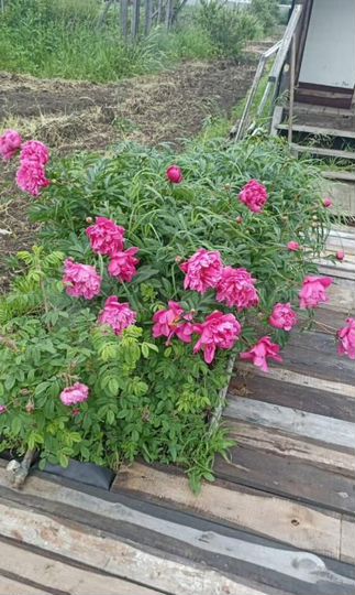 Дом 20 м² на участке 6 сот.