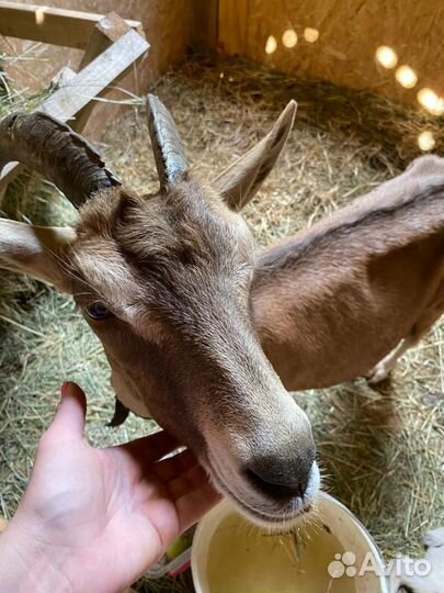 Коза альпийская