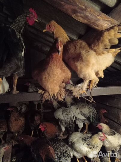 Куры молодки