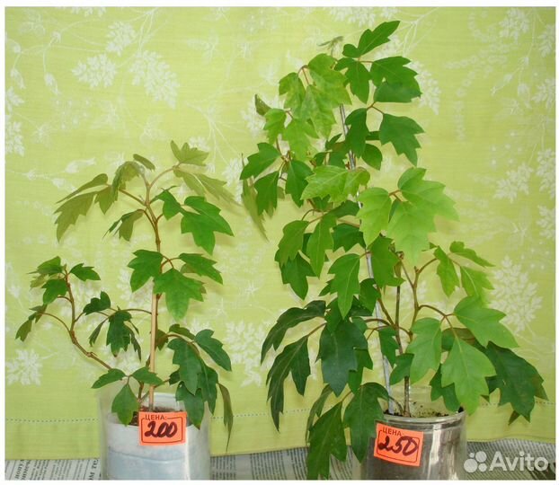 Цветы комнатные: циссус и опунция