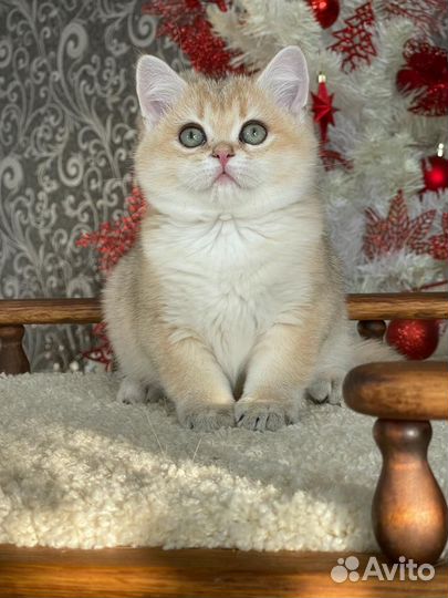 Золотые котята