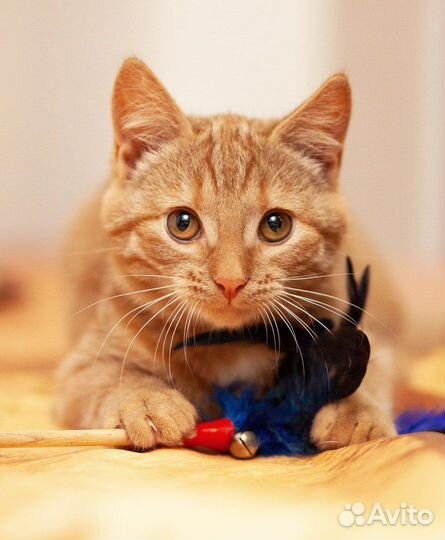 Котенок Симба