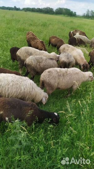 Овцы бараны ягнята