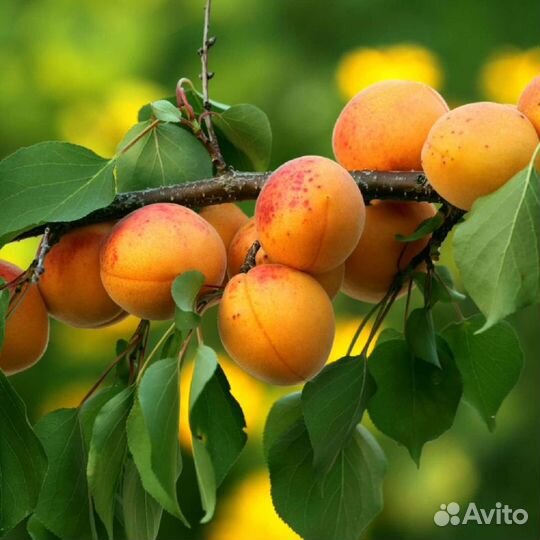 Замороженное пюре Абрикос 1кг Агробар