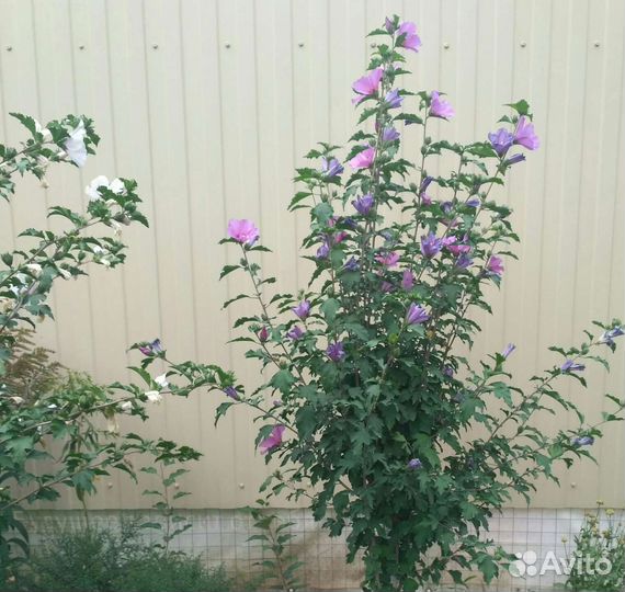 Гибискус уличный