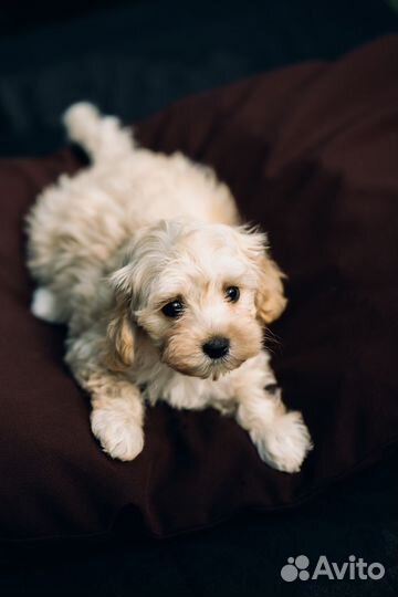 Щенки мальтипу