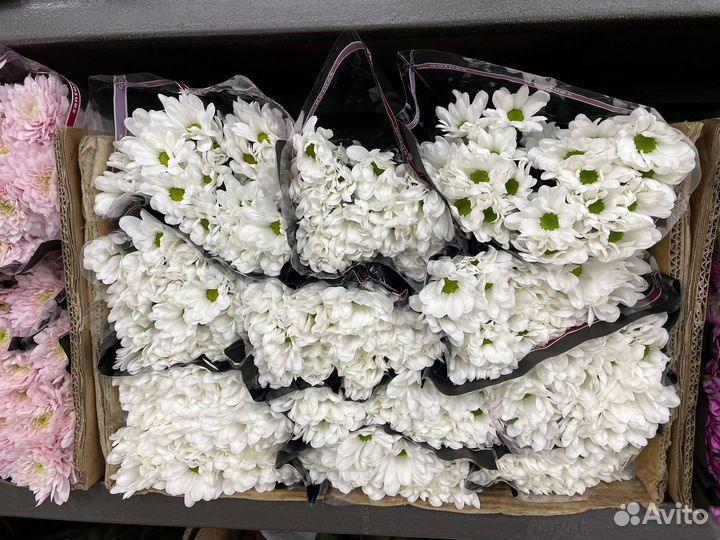 Хризантемы букет 7 15 25 51