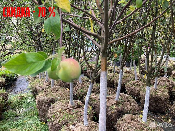 Саженцы плодовых растений, гарантия