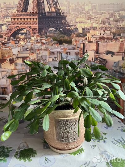 Комнатные цветы