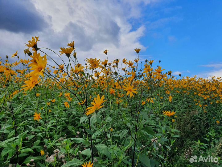 Клубни топинамбура 20 тонн