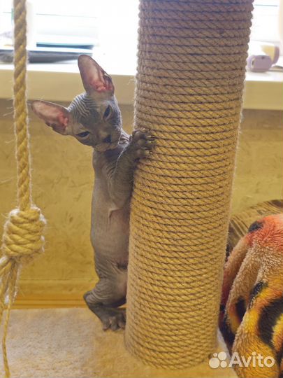 Донской сфинкс котёнок