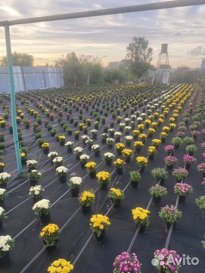 Хизантема мультифлора