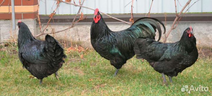 Цыплята, инкубационное яйцо Австралорп чёрный