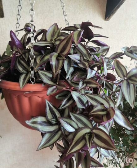 Традесканция Зебрина бургунди