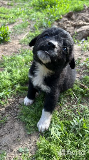 Щенки в добрые руки даром