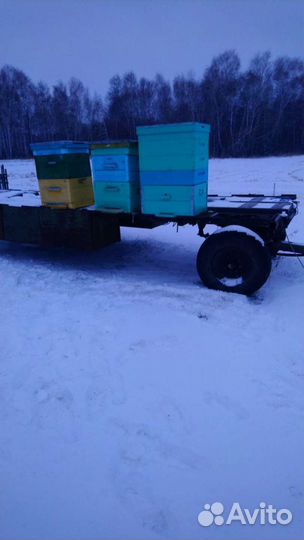 Сушь для пчел