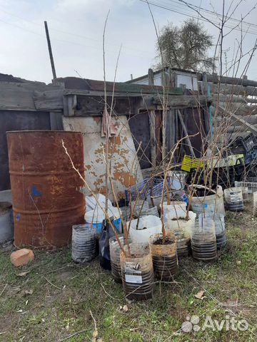 Растения рассада