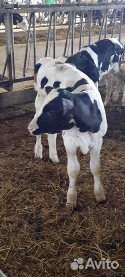 Бычки телята