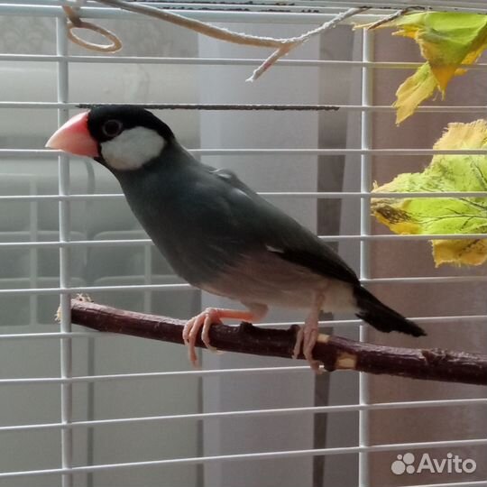 Рисовая амадина