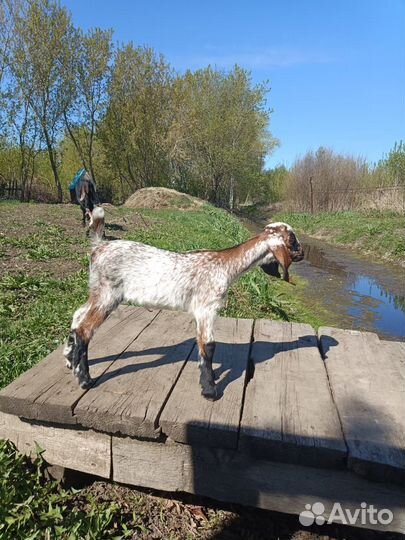 Продам козочек