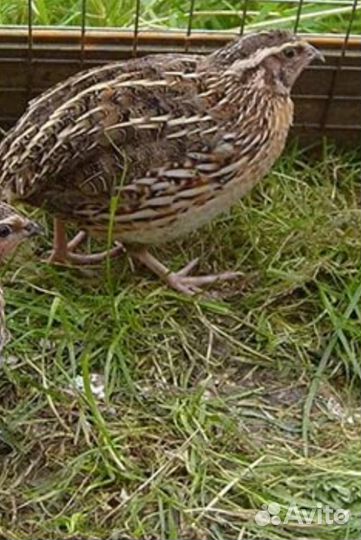 Перепела и яйцо инкубационное