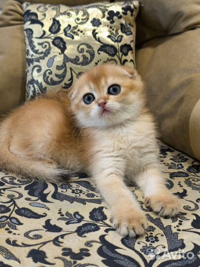 Шотландский золотой мальчик