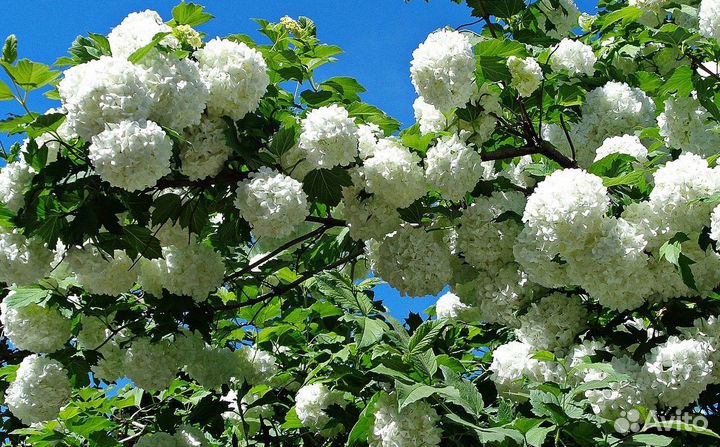 Калина бульденеж