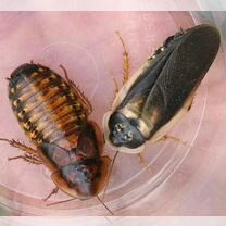 Аргентинские тараканы