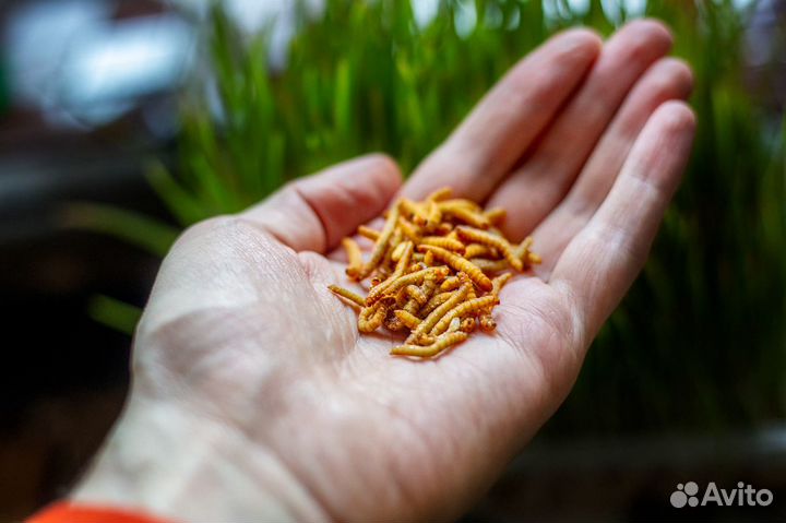 Мучной червь, замороженный корм для животных