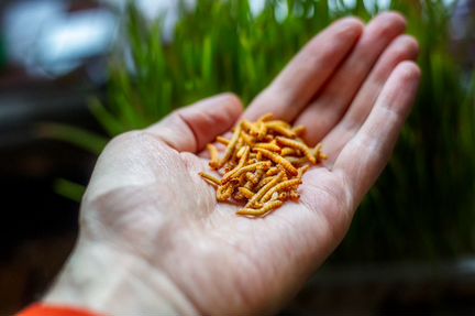 Мучной червь, замороженный корм для животных